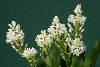<em>Hyacinthella glabrescens</em>